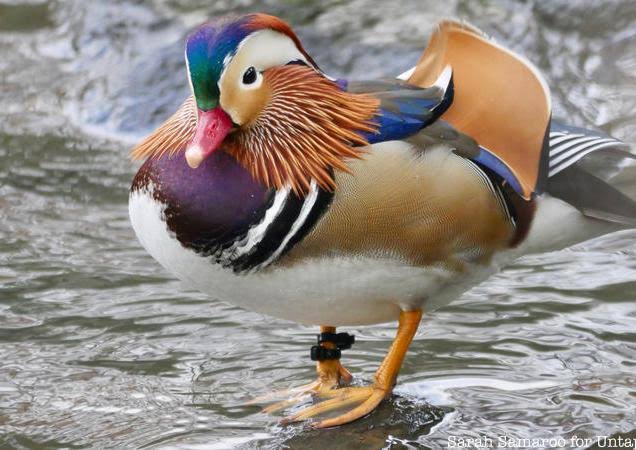Manhattan Mystery, Where Did the Mandarin Duck Come From? – Naomi M. Gruer