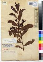 Image result for Brackenridgea