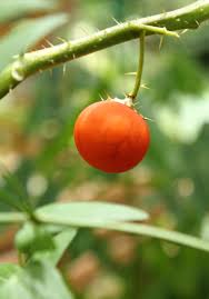 Image result for Solanum capsicoides
