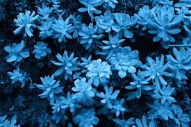 B L U E Light Blue Aesthetic Flower Aesthetic Blue Aesthetic