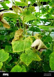 Image result for mildew on cucumbers