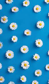 خلفيات موبايل للبنات tecnologis tumblr iphone wallpaper flower wallpaper daisy wallpaper