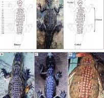 A) Vectorized photograph of an individual American Crocodile ...