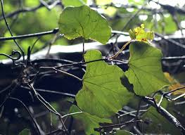 Image result for Rhoicissus tomentosa