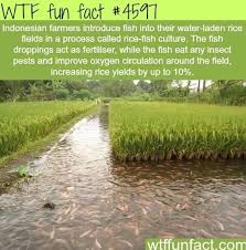 Pin By Jeff Tollefson On Environmental Science Wtf Fun Facts Funny Facts Fun Facts