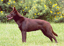 Australian Kelpie Wikipedia