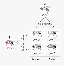 Drosophila Eye Color Punnett Square Transparent Cartoon