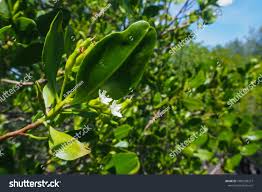 Image result for Lumnitzera racemosa