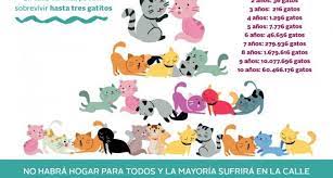 El 8 de agosto fue la fecha elegida por el foro internacional para. Paterna Lanza Una Campana De Sensibilizacion Con Motivo Del Dia Del Gato Valencia Extra