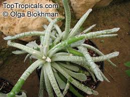 Image result for Senecio sp.no.1