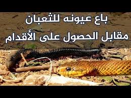 الثعبان يضحك على الحلبباني ويأخذ عيونه youtube enjoyment youtube