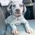 Liver Long Haired Dalmatian