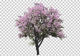Tree Magnolia Rendering Png Clipart Blossom Branch Cherry Blossom Clip Art Drawing Free Png Download Magnolia branch design resources · high quality aesthetic backgrounds and wallpapers, vector illustrations, photos, pngs, mockups, templates and art. tree magnolia rendering png clipart