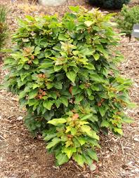 Image result for Acer buergerianum