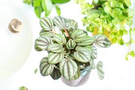 15 peperomia plant varieties to add to your houseplant collection. Www Urbanjunglebloggers Com Wp Content Uploads