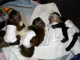 Price and other details may vary based on size and color. Squirrel Monkeys Capuchin Monkeys Spider Monkeys Chimpanzees And Marmosets For Sale Manila Philippines Buy And Sell Marketplace Pinoydeal