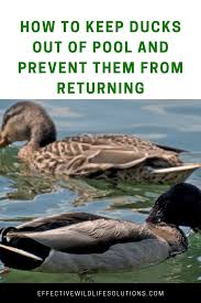 This does not put the ducks off, who surprisingly fly in during mid march and land on the net. Although Ducks Can Be Cute They Can Also Be A Pest When They Start Swimming In Your Pool If You Want To Animal Photography Funny Cat Photos Wildlife Pictures