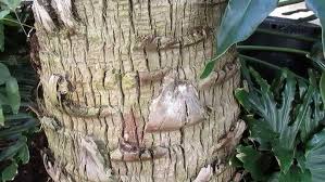 Image result for Livistona drudei