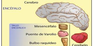 Toda la información sobre las causas, los síntomas, tratamientos, tipos los síntomas aparecen en los músculos de la boca. Ela Bulbar Definicion Diagnostico Sintomas Y Tratamiento