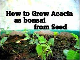 How To Grow Acacia As Bonsai From Seed Bonsai Bonsai Care Bonsai Tree
