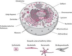 Zelle digitales arbeitsblatt homeschool elearning unterrichtsmaterial im fach biologie ein die zelle grundbaustein aller lebewesen weitere arbeitsmaterialien finden sie hier. Zellen Grundlagen Msd Manual Ausgabe Fur Patienten