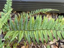 Image result for Polystichum