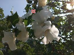 Diana Althea White Hibiscus