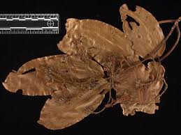 Image result for Rhynchosia micrantha