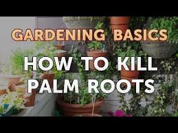 You don't often think about the web of roots underneath the tree in your yard until they start wreaking havoc. How To Kill Palm Roots Youtube