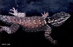 Image result for Scepocarpus