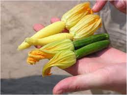 Check spelling or type a new query. Peak Pick Summer Squash Whole Foods Market