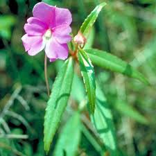 Image result for Impatiens psychadelphoides