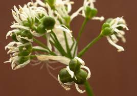 Image result for Allium ursinum