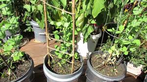 The company delivered growth in. Trellising Options Half Strength Fertilizing For Fall Container Peas The Rusted Garden 2013 Youtube