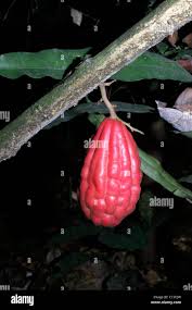 Image result for Icacinaceae