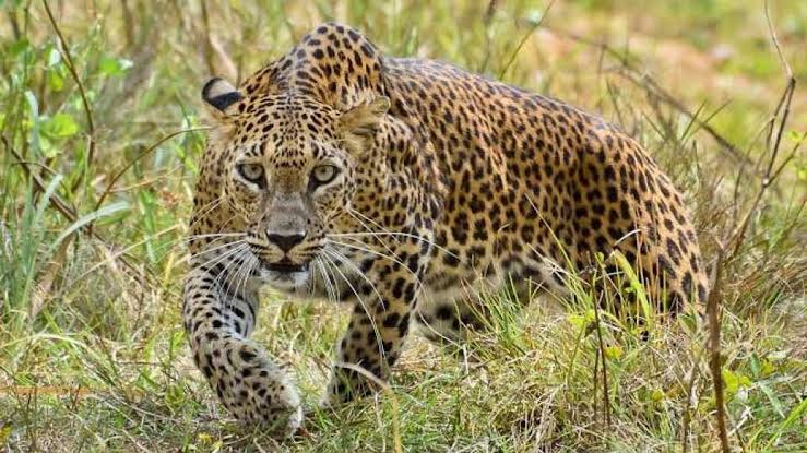 धामोरीत बिबट्याच्या हल्ल्यात ७० वर्षीय महिला जखमी; परिसरात घबराट, पिंजरा लावण्याची मागणी