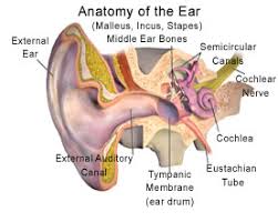 How To Take An Ear Temperature What You Need To Know
