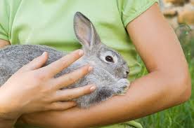 Please add your name to our waiting list to be automatically notified when the. Pet Cremation Memorial Services Delaware County West Chester Pa