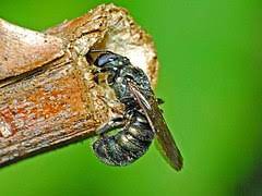 The following 5 files are in this category, out of 5 total. Ceratina Cyanea Wikipedia