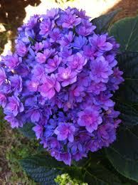 Check spelling or type a new query. Pin By Connie Smith On Shoot S Guest Gardening Board Hydrangea Macrophylla Plants Transparent Flowers