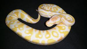 Lavender albino ball pythons for sale in europe. Phantom Lavender Albino Ballpython