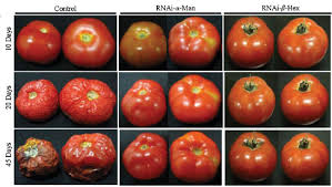 Karya ilmiah biologi penulisan karya ilmiah biologi tentang tumbuhan judul karya ilmiah biologi sederhana contoh karya ilmiah biologi smp karya ilmiah. Menciptakan Buah Tomat Tetap Segar Rumah Pengetahuan