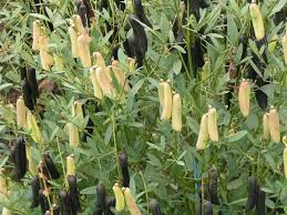 Image result for Crotalaria oocarpa