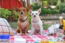Beverly Hills Chihuahua 3 Beverly Hills Chihuahua Chihuahua Chihuahua Love