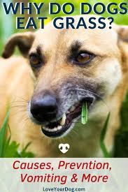 Why Do Dogs Eat Grass Causes Prevention Vomiting More In 2020 Dogs Eating Grass Sick Dog Dog Eating
