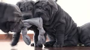 We did not find results for: Shar Pei Dogs With A Stock Footage Video 100 Royalty Free 6888115 Shutterstock
