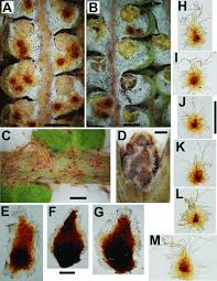 Image result for Gleichenia elongata