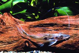 Image result for Platycaulos