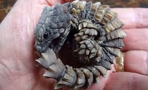 $ 249.99 add to cart. Armadillo Lizards Have Stolen The Internet S Heart Now We Know Why
