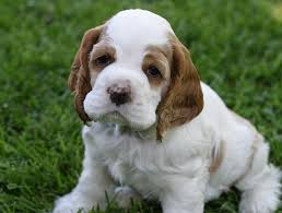 We may earn money or products from the companies mentioned in this post. Red And White Parti Cocker Spaniel Online